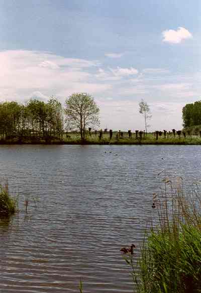 Geknotte wilgen in het Spookverlaat